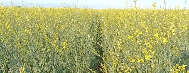 Avanza la siembra de brassicaceas en Entre Ríos
