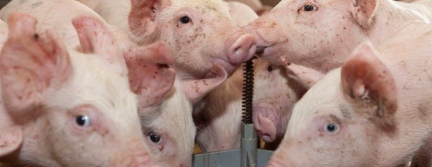 Entre Ríos: Avanza implementación del plan contra Aujeszky