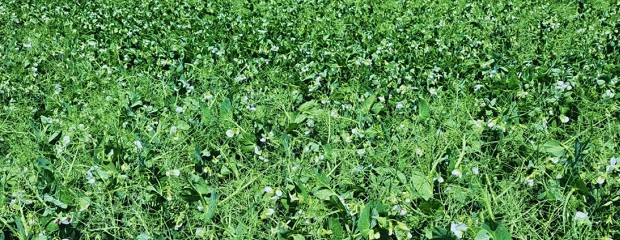 Fertilización, clave para mantener la productividad