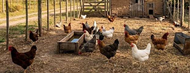  Claves sanitarias para la crianza de aves de traspatio