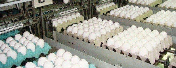 Exportaciones de ovoproductos crecieron 28,5% en valor