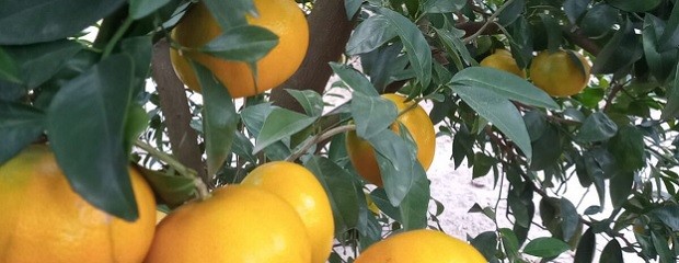 Naranjas: cobran $80 por kilo y producir cuesta hasta $135