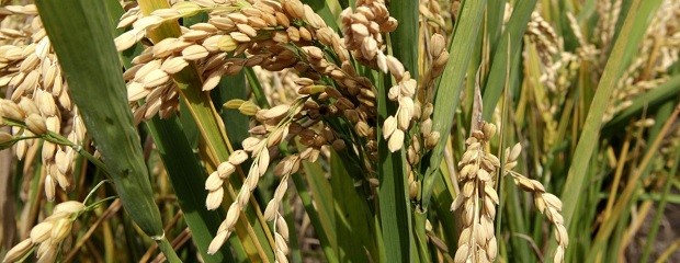 Arroz: La siembra podría caer a su nivel más bajo en 26 años