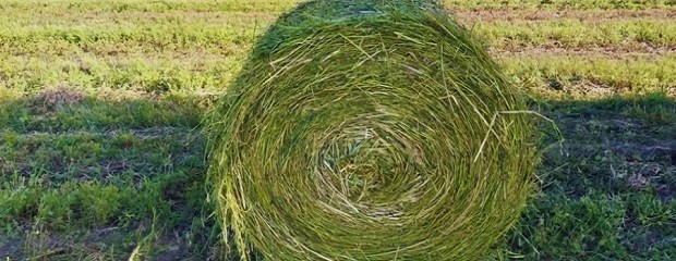  Con verdeos de invierno, aseguran disponibilidad de forraje