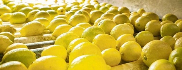 Las exportaciones de cítricos agrios crecieron 36% en valor