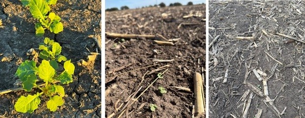 La siembra de brassicáceas alcanzaría 51.000 hectáreas