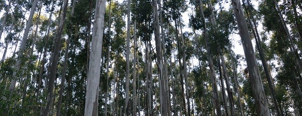 Desde el 24 de junio censarán la cadena forestal entrerriana