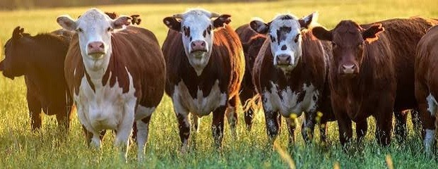 Novillo Mercosur: Argentina y Brasil mostraron aumentos