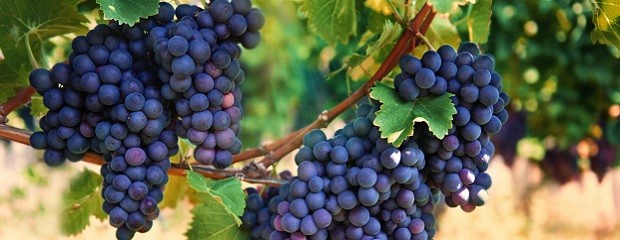  Mapa del vino: regiones emergentes, empleo y desafíos