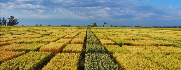 Trigo: qué factores definen el rendimiento