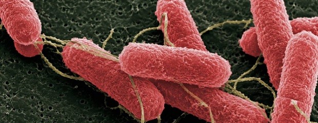 Avance científico contra Escherichia coli en bovinos
