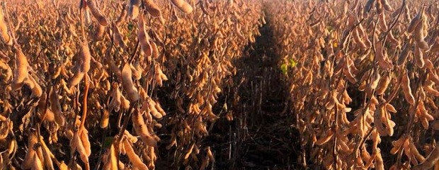 Soja: cosecha supera 49 millones de toneladas