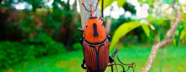 Picudo rojo de las palmeras: Información actualizada