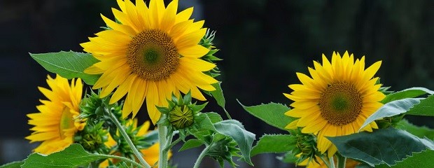 ¿Puede el girasol ganar superficie en la próxima campaña?