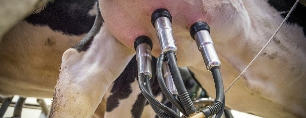 Lechería: más producción y menos tambos