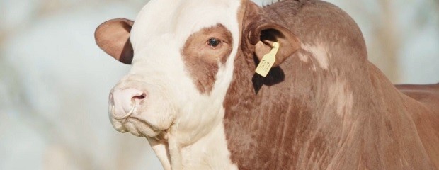 Genética bovina: una inversión que gana protagonismo