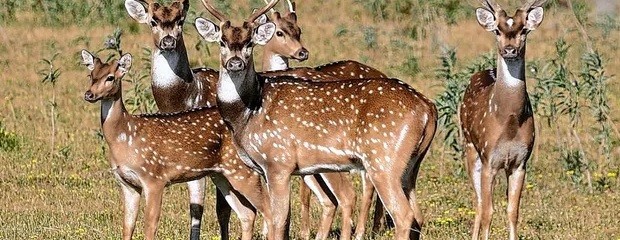 Fauna silvestre: el desafío de medir su impacto real
