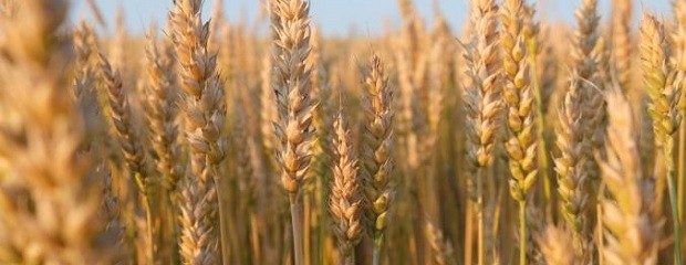 Argentina compró trigo paraguayo por primera vez