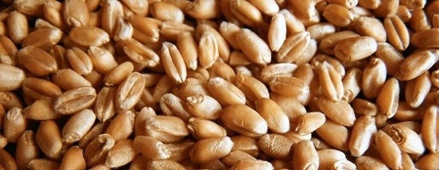 La molienda absorbe solo el 9% del trigo entrerriano