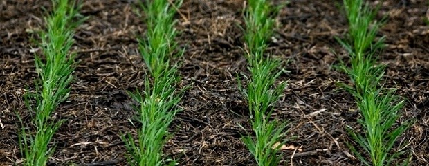 El 99% del trigo entrerriano está entre bueno y muy bueno