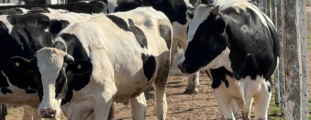 13 de agosto: Jornada a Campo del IPCVA en Humboldt