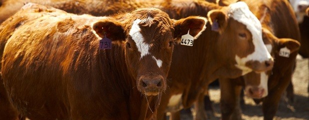 Feedlots con más de 2,1 millones de cabezas
