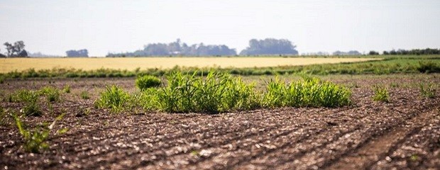 Analizan herramientas contra gramíneas resistentes