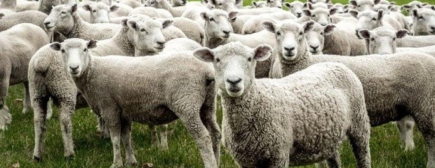 La UE importará más carne vacuna y ovina 