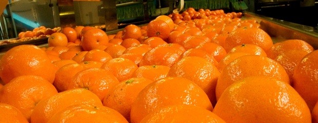 Argentina abrió la exportación a Panamá de cítricos