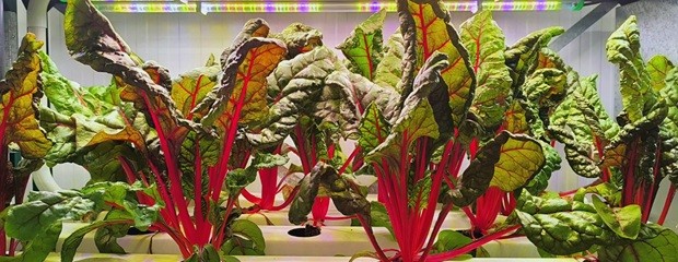 La agricultura vertical multiplica rendimientos