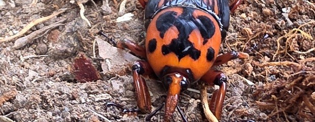  Detectan picudo rojo de las palmeras cerca de Colonia Elía