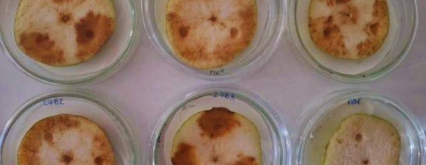 Identifican una enfermedad que afecta a peras y manzanas