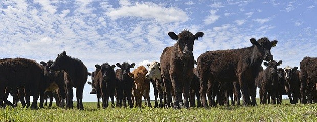 Detectan un caso de vaca loca en el Reino Unido