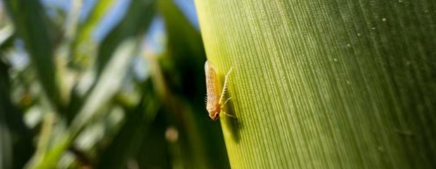 La chicharrita retrocede, pero piden mantener el monitoreo