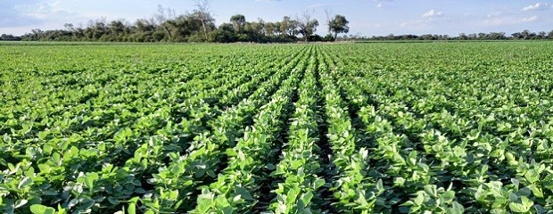Una red para mejorar la elección de cultivares de soja
