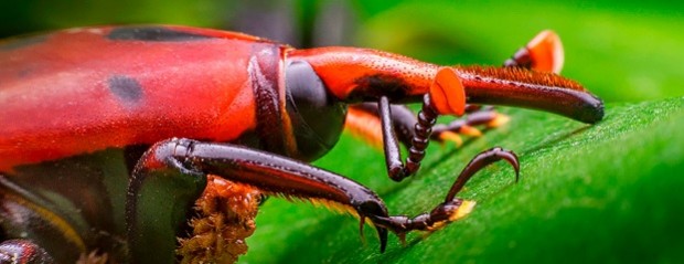 Amplían área bajo emergencia fitosanitaria por Picudo rojo