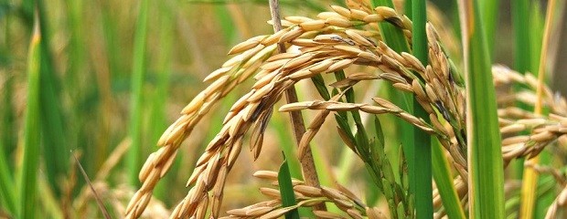 El gobierno provincial creó el sello Arroz Entrerriano