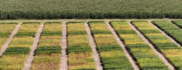 Soja: cómo elegir cultivares ante lluvias abundantes