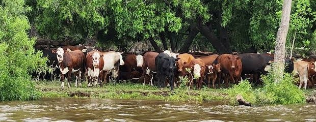Ganadería de isla: cómo se prepara Entre Ríos ante El Niño