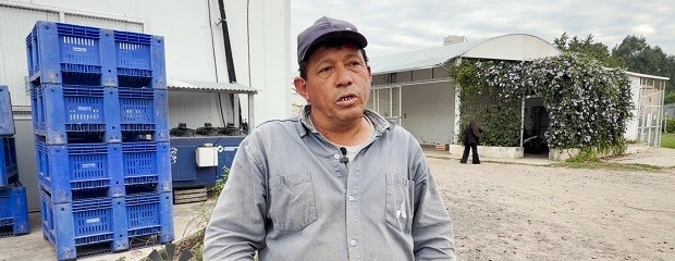 Palta: una producción que gana espacio en Corrientes
