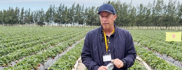 Frutillas: una producción familiar con identidad propia