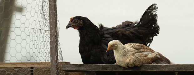 Se detectó un caso de influenza aviar en aves de traspatio  