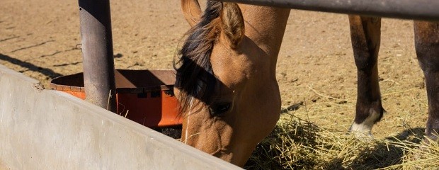 Cómo prevenir la Encefalomielitis equina 