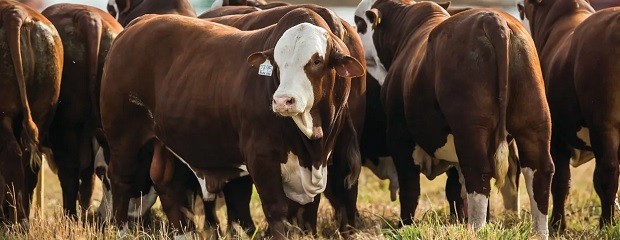 Mañana, jornada a Campo del IPCVA en Goya, Corrientes
