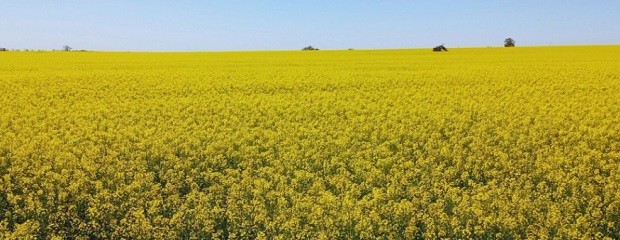 Colza, carinata y camelina: alternativas para diversificar