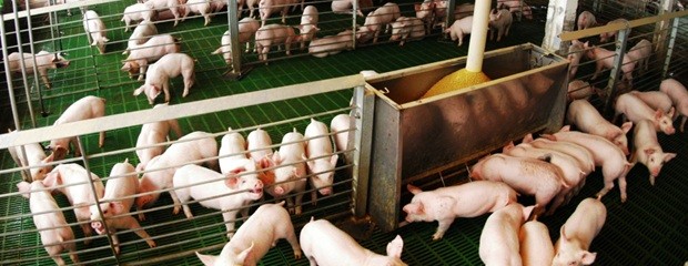 La producción porcina creció 12,4% acumulado en agosto