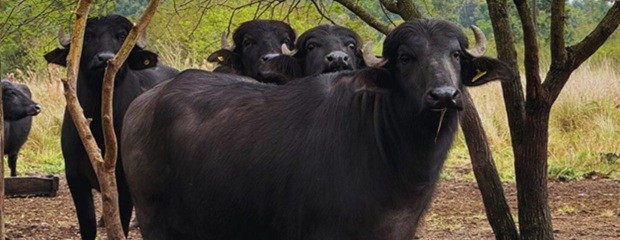 Adaptan estrategias de manejo para la producción bubalina