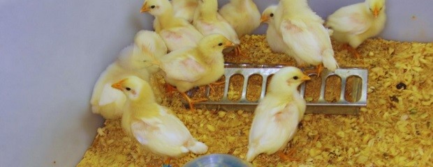 Desarrollan una vacuna contra la bronquitis infecciosa aviar
