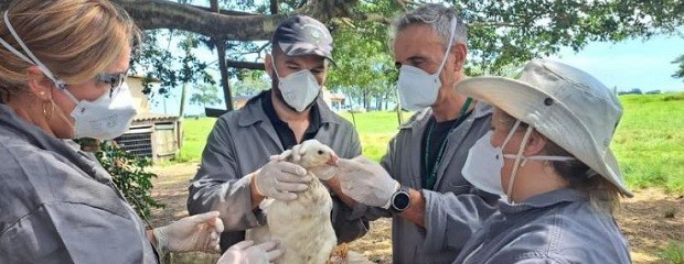 Nuevo foco de gripe aviar en el sur de Brasil