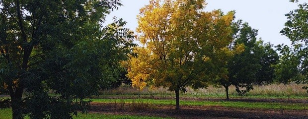 Pecán: identifican ambientes favorables para el cultivo